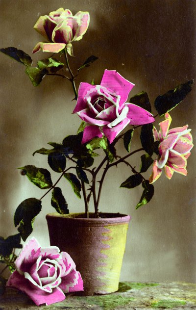 盆栽玫瑰布什c.1898（手绘照片） 作者 法语学校