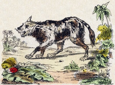 Quachy (species of lion dog from South America). Engraving in “” Alphabet des animaux sauvages””. 9th Serie. Imagery of Epinal, Pellerin, printer-publisher, circa 1870. Engravings on wood, stencilled. 16 pages. Dim: 20 x 15 cm. Private Collection 作者 法语学校
