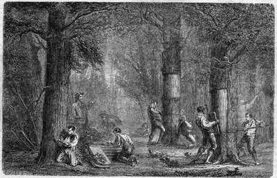 liege橡树（橡树-liege）树皮的回收。雕刻于1864年12月3日出版的《世界画报》第399期上，由Louis Figuier创作的《植物史》。 作者 法语学校