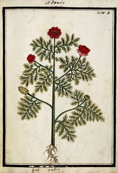 红阿多尼斯（Red Adonis），约1700 作者 法语学校