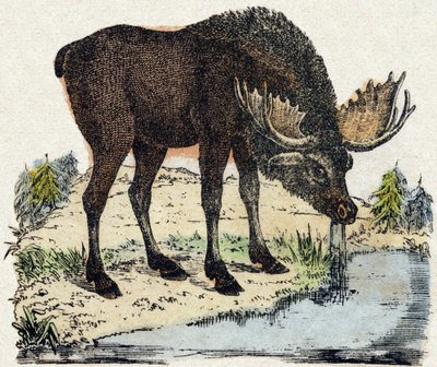 驯鹿。 雕刻在“”Alphabet des animaux sauvages””。 第 9 个系列。 埃皮纳勒 (Epinal)、佩勒林 (Pellerin) 的图像，大约 1870 年。木版画，钢印。 16 页。 昏暗：20 x 15 厘米。 私人收藏 作者 法语学校
