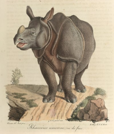 犀牛犀牛，选自《哺乳动物的自然史》（彩色石版画） 作者 法语学校