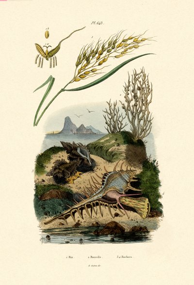 赖斯，1833年至1939年 作者 法语学校