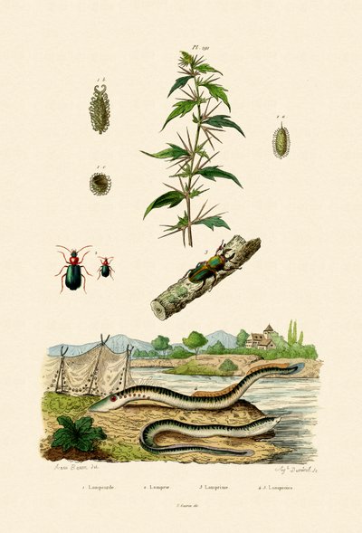 粗暴的傀儡，1833年至1939年 作者 French School