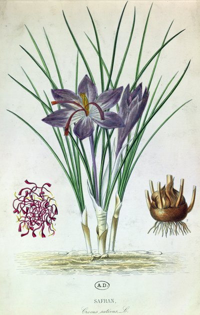藏红花（Crocus Sativus） 作者 法语学校