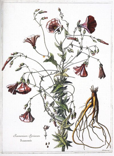 Scamoneum（Scamonium Syriacum）--来自 "国王路易十四下令雕刻的植物集" 作者 法语学校