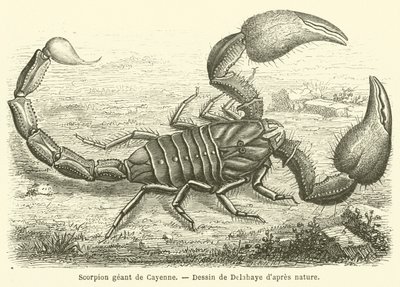 Scorpion geant de Cayenne (engraving) 作者 法语学校