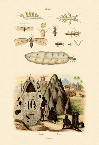 Sea Slug，1833-39 作者 法语学校