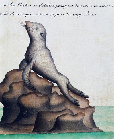 海豹，加拉帕戈斯群岛，水彩画，摘自Jacques Gouin de Beauchesne (1652-1730)的日志，他是1698年至1701年法国皇家南方海洋公司的船长。 作者 法语学校