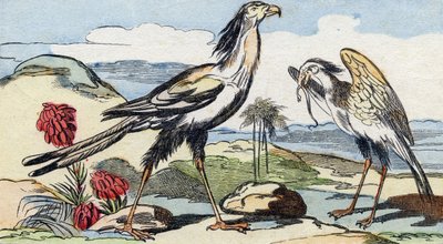 蛇形。 雕刻在“Buffon Alphabet des Oiseaux n 2”。 3rd Serie N 2. Epinal, Epinal, 19 世纪后期的成像。 16 页。 尺寸：28x21cm 作者 法语学校