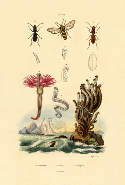 Serpulids，1833-39 作者 法语学校