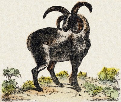 羊。 雕刻在“”Alphabet des animaux sauvages””。 第 9 个系列。 埃皮纳勒 (Epinal)、佩勒林 (Pellerin) 的图像，大约 1870 年。木版画，钢印。 16 页。 昏暗：20 x 15 厘米。 私人收藏 作者 法语学校