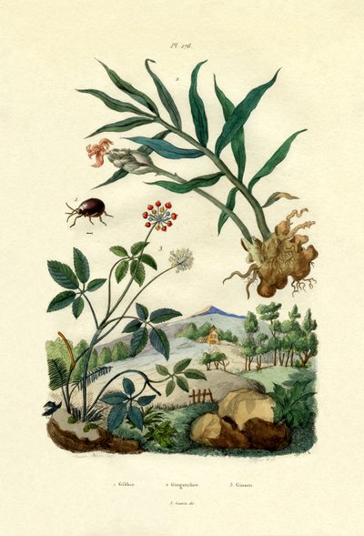 闪亮的蜘蛛甲虫，1833年至1939年 作者 法语学校