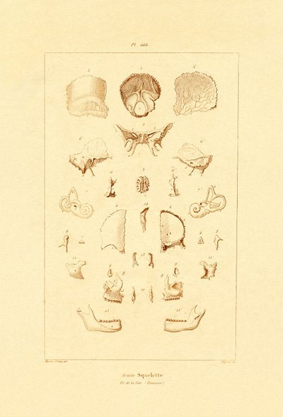 骷髅，1833-39 作者 法语学校