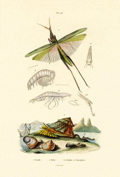 倾斜的蚱蜢，1833年至1939年 作者 法语学校