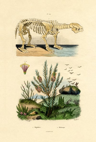 懒惰，1833-39 作者 法语学校