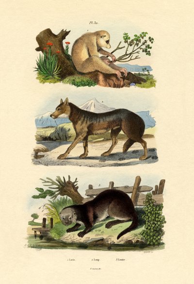 懒猴，1833-39 作者 法语学校