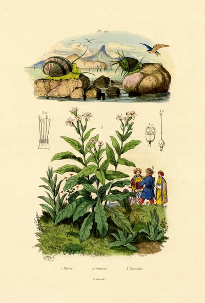 蜗牛，1833年至1939年 作者 法语学校