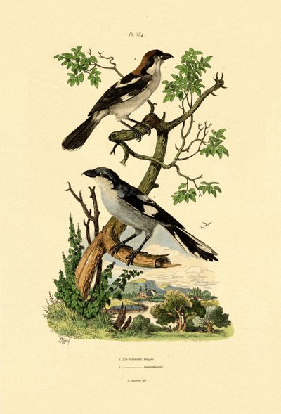 南格雷伯克，1833年至1939年 作者 法语学校