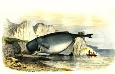 抹香鲸 (Physeter macrocephalus) - Bernard Germain de Lacepede (1856-1925) 从 Histoire Naturelle 中提取的 Planche，P.Furme 版，巴黎 作者 法语学校