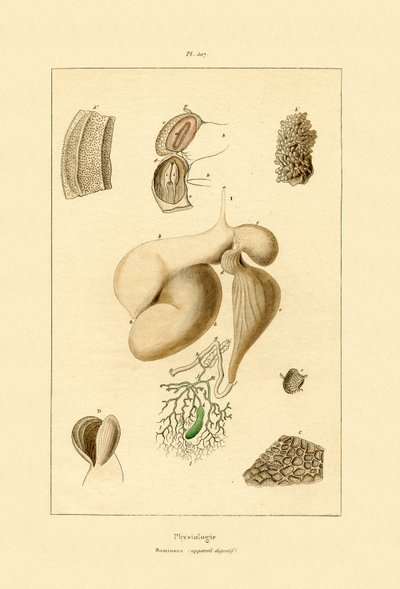 胃，1833-39 作者 法语学校