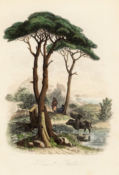 石松，Pinus pinea，又称意大利石松、伞松和梧桐松 作者 法语学校