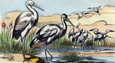 鹳。 雕刻在“Buffon Alphabet des Oiseaux n 1”。 3rd Serie N 1. Epinal, Epinal, 19 世纪后期的成像。 16 页。 尺寸：28x21cm 作者 法语学校