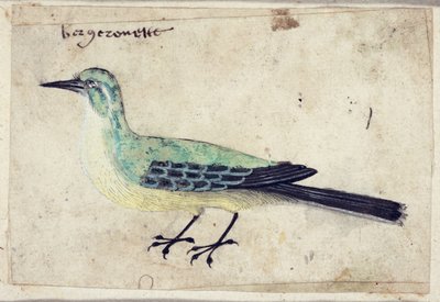 研究鸟，c.1620 作者 法语学校
