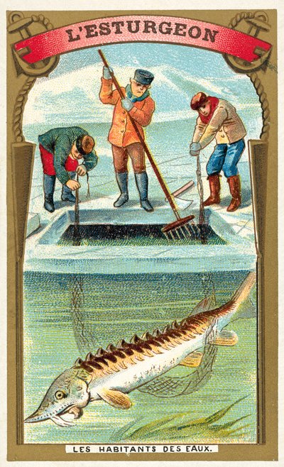 Sturgeon (chromolitho) 作者 法语学校