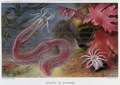 Sunapte de Duvernoy - 阿尔弗雷德·弗雷多的《Le Monde de la Mer》。 编辑。 巴黎，阿歇特。 作者 法语学校