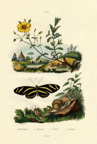Sunrose，1833-39 作者 法语学校