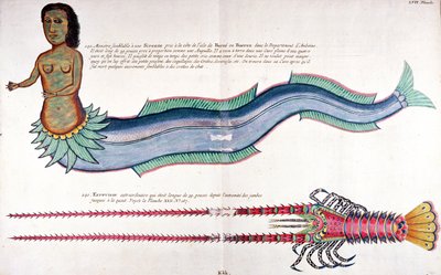 安布安的美人鱼》，选自路易-雷纳尔的作品《不同颜色的梭子鱼、螃蟹》，阿姆斯特丹出版 作者 法语学校