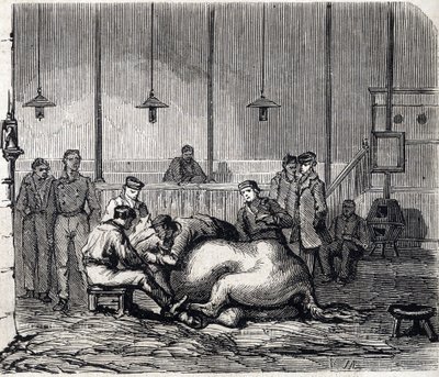 阿尔福国家兽医学校 - Les grandes écoles de france - école veterinaire de maison alfort en 1866 - la salle de dissection - 1866年 "Le monde illustrious "中的雕像 作者 法语学校