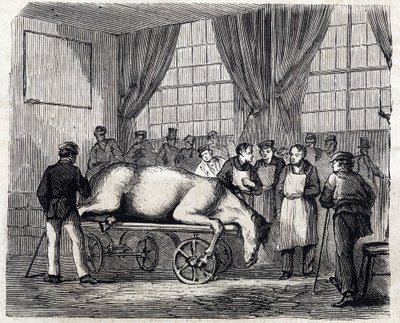 阿尔福国家兽医学校 - Les grandes écoles de france - école veterinaire de maison alfort en 1866 - la salle d