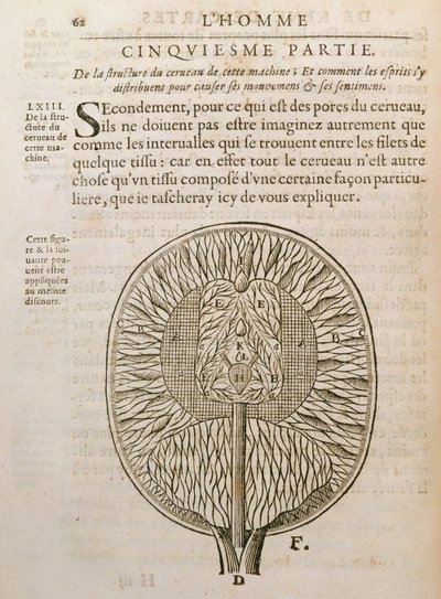 大脑的结构，来自Rene Descartes的De Homine Figuris（1596-1650）于1662年出版于海牙 作者 法语学校
