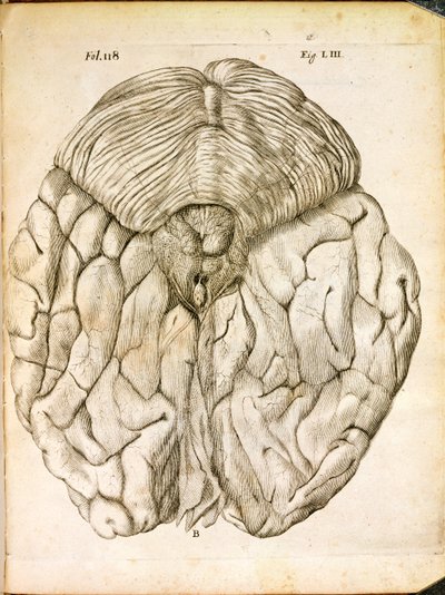 大脑的结构，来自Rene Descartes的De Homine Figuris（1596-1650）于1662年出版于海牙 作者 法语学校