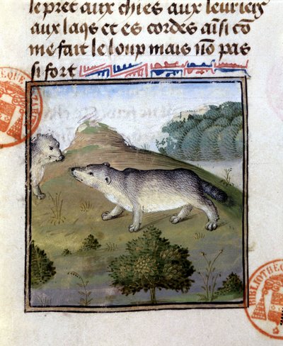 獾--载于 "Foix伯爵、Béarn领主Gaston Phoebus的狩猎书" 作者 法语学校