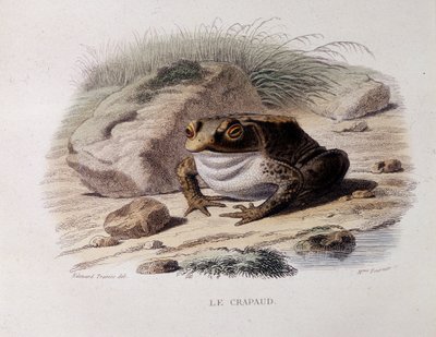 普通蟾蜍（Bufo bufo）——在“”Lacepede“” 作者 法语学校