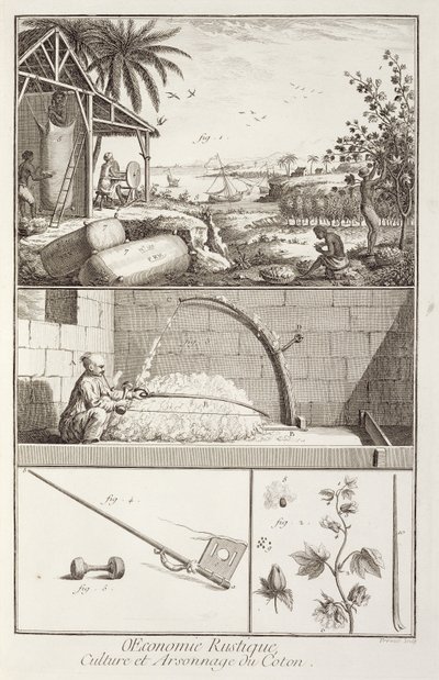 棉花的种植，来自Denis Diderot（1713-84）的百科全书，由A. Provost（1834-55）镌刻，c.1760 作者 法语学校
