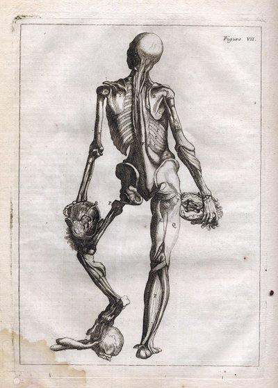 这个图可以满足那些想看兵团 depouille to the Bones 的好奇心——雕刻在“抽象解剖，适应绘画和雕塑艺术”——“”解剖学，accommode aux Arts de peinture et雕塑， 和 pu 作者 法语学校