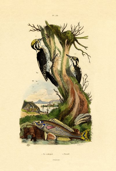 三趾啄木鸟，1833-39 作者 法语学校