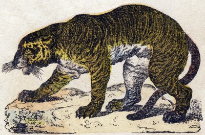老虎。 雕刻在“”Alphabet des animaux sauvages””。 第 9 个系列。 埃皮纳勒 (Epinal)、佩勒林 (Pellerin) 的图像，大约 1870 年。木版画，钢印。 16 页。 昏暗：20 x 15 厘米。 私人收藏 作者 法语学校
