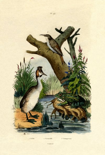 蟾蜍，1833-39 作者 法语学校