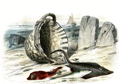Trigle grondin (Trigle cuculus)、鳕鱼 (merlangius merlangus)、raiegrondin (dipturus batis) - Bernard Germain de Lacepede（1856-1925）从 Histoire Naturelle 中提取的图版，P.Furme 版，巴黎 作者 法语学校