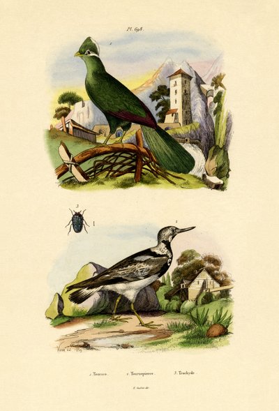 图拉科，1833年至1939年 作者 法语学校
