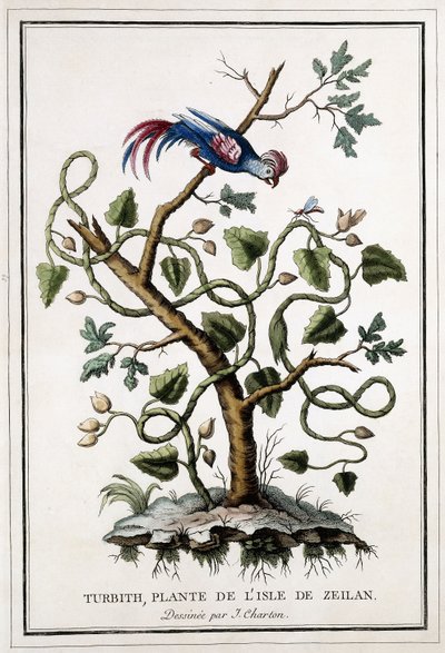 Turbith，Zeilan岛的植物，1784年 作者 法语学校