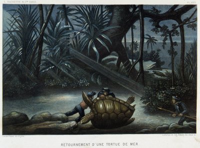 海龟的海龟 - 在“Le monde de la mer”中，Alfred Fredol，巴黎阿歇特 作者 法语学校
