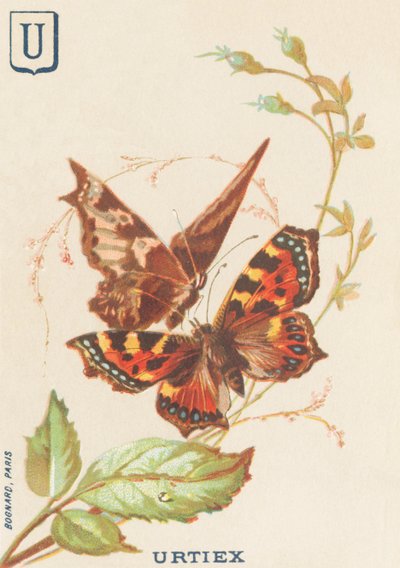 U:Urtiex (Aglais urticae or Little Turtle) 作者 法语学校