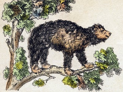 Unau (lazy). Engraving in “” Alphabet des animaux sauvages””. 9th Serie. Imagery of Epinal, Pellerin, printer-publisher, circa 1870. Engravings on wood, stencilled. 16 pages. Dim: 20 x 15 cm. Private Collection 作者 法语学校