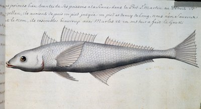 无名鱼，麦哲伦海峡，Jacques Gouin de Beauchesne（1652-1730）的水彩画，他是1698年至1701年法国皇家海洋公司的船长。 作者 法语学校